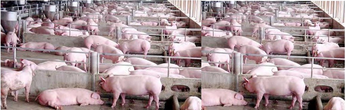 Pigs Finance
